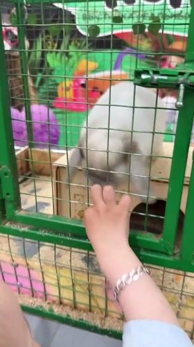 Family visits small zoo, travels by bus in Rusanovo