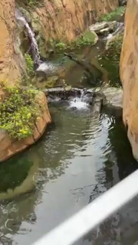 The video shows a small, artificial waterfall and stream in an enclosure. The stream flows through a channel with rocky banks, with some greenery visible. In the stream, a large crocodile swims from right to left. It submerges and then reappears, continuing its movement. The camera angle is from above, likely from a bridge or walkway.