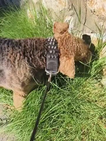 A medium-sized dog with curly brown and black fur is being walked on a leash. The dog is wearing a spiked collar. It is sniffing the grass next to a stone wall. The sunlight casts shadows on the ground and wall.
