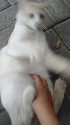The video shows a close-up, shaky view of a person's hand petting a white cat with some tan markings. The cat appears to be lying on its back on a textured gray surface, possibly pavement. The hand is stroking the cat's belly and chest area. The cat is moving and its face is occasionally blurred due to motion. The scene is outdoors, indicated by the ground texture.