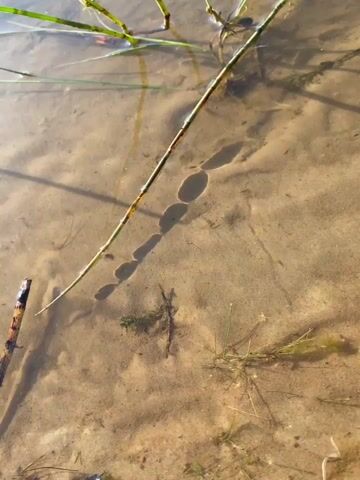 A close-up shot of a shallow, sandy body of water. A single green plant stem, with some brown markings, runs diagonally across the frame from the top left to the bottom right. Beneath the stem, a string of small, round, dark shapes are visible, appearing to be attached to or submerged under the stem. These shapes cast faint shadows on the sandy bottom. The water is clear enough to see the rippled sand texture beneath the surface, with a few other small green plant sprigs scattered in the background. Sunlight glints off the water's surface in the upper left portion of the frame.