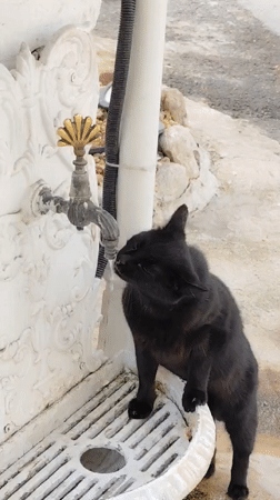 Casual afternoon moments documented across Sarıyer neighborhood, Turkey