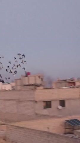 The video shows a flock of birds flying over rooftops. The buildings appear to be made of beige or light brown brick or concrete. The sky is overcast and pale. The camera pans slightly, following the birds.