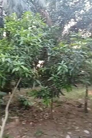 The video presents a lush, overgrown garden scene with a primary focus on two medium-sized mango trees in the foreground. The trees exhibit dense foliage and vibrant green leaves. An additional palm tree and various other dark green trees form a backdrop. The ground surrounding the trees is covered with dry leaves and bare patches. Throughout the video, a faint "scratching" sound is audible, though the source is not visible. The camera subtly shifts and pans around the trees, providing different angles of the garden.