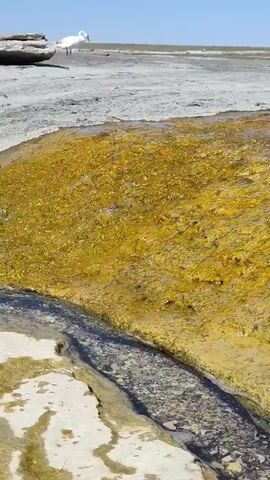 A still shot from a video captures a white bird, likely a swan, standing in a dry, desolate landscape. The bird is facing left, with its neck bent downwards as if it is drinking or searching for food. In the foreground, there is a patch of yellow algae-covered water, and further back, the ground appears dry and cracked, with some scattered rocks. The sky is a clear, bright blue, suggesting a sunny day. The overall scene is one of a natural, untamed environment, with the bird as the sole subject of focus.