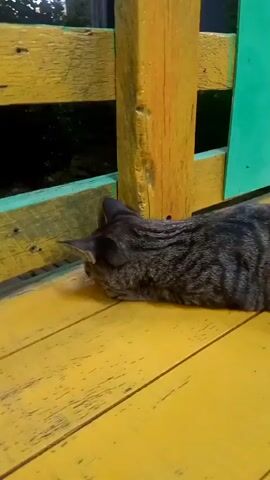 The video shows a tabby cat lying on a yellow wooden surface. The cat is looking down and to the left. In the background, there is a wooden fence that is painted yellow and green. The scene appears to be outdoors, possibly on a porch or deck. The lighting suggests it is either dusk or nighttime. The cat is the primary subject of the video.