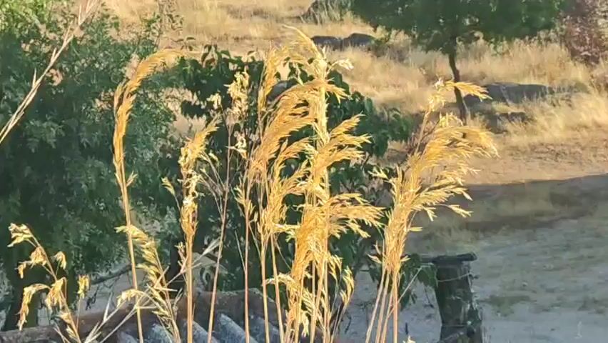 The video shows a close-up of tall, golden-brown grasses in the foreground, illuminated by the sun. The grasses are swaying gently. Behind the grasses, there is a blurred background of green trees and a dry, hilly landscape with scattered rocks and a few more trees. There are some stone structures visible at the bottom of the frame, partially obscured by the grasses. The lighting suggests it is either early morning or late afternoon. There are no people or animals visible in the video.