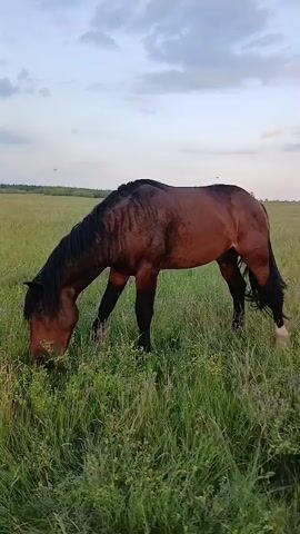 A brown horse with a black mane and tail grazes in a grassy field under a cloudy sky. The horse is positioned in the center of the frame, with its head lowered to the ground as it eats the grass. The background consists of a vast, open field with a few scattered trees on the horizon. The lighting suggests it is either early morning or late evening.