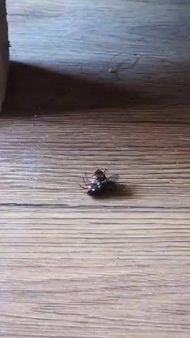 A dead insect lies on its back on a wooden floor. A live fly approaches the dead insect.