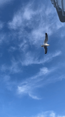 Ferry passenger documents seagulls and coastal scenery during crossing