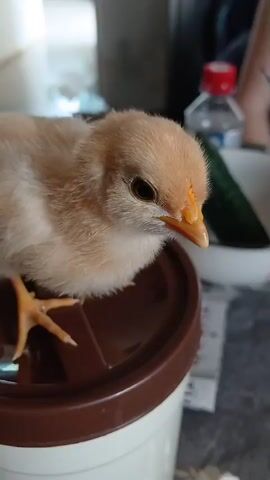 The media file shows a close-up of a fluffy, light brown chick perched on a brown plastic lid. The chick is facing to the right, with its bright orange beak and dark eye clearly visible. Its tiny yellow claws are splayed out on the lid's surface. The background is softly blurred, suggesting an indoor setting. To the right, out of focus, a green cucumber lies in a white bowl. Behind that, a clear plastic bottle with a red cap is visible, along with a hint of a person's arm and shoulder. The lighting appears to be natural and soft, possibly indicating daytime. The overall scene evokes a sense of domesticity and gentle observation of the young bird. No text is discernible in the file.