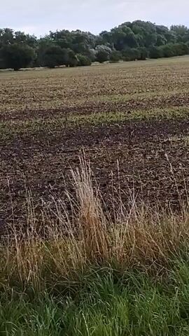 The video shows a field with recently tilled soil. There are rows of young green plants emerging from the dark soil. In the foreground, there is tall, dry grass and some green grass. In the background, there is a line of trees. The sky is overcast. The camera appears to be moving slightly, panning across the field.