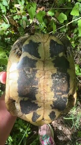The video shows a close-up shot of a person holding a tortoise in their hand. The tortoise is withdrawn into its shell, with only its head and legs visible. The shell is brown and black, with a rough texture. The tortoise's skin is dark green. The person's hand is pale and has long fingers. They are wearing a ring on their left index finger. The background is blurred and consists of green foliage and some brown dirt. The lighting is natural and appears to be sunlight filtering through the leaves. The video is shot from a slightly downward angle, looking at the tortoise from above.