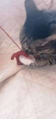 Tabby cat plays with red yarn toy in Angarsk