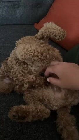 A person's hand is seen stroking the belly of a fluffy, light brown dog lying on its back on a dark gray couch. The dog is facing away from the camera. An orange pillow is visible in the background, to the right of the dog. The lighting suggests an indoor setting during the day.