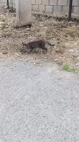 A small tabby kitten walks on dry grass near a paved surface. A concrete post stands behind the kitten. A cinder block wall is visible in the background.