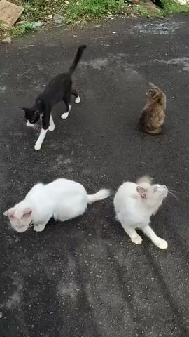 The video shows four cats on a paved surface. A black and white cat stands to the left, while a brown cat sits to the upper right. Two white cats are in the foreground; one lies down and the other sits and scratches its head. The ground is asphalt with patches of dirt and some grass visible in the background. The video appears to be filmed outdoors.