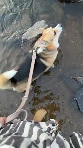 This media file depicts a Corgi dog wading in a shallow river with rocks. The dog, primarily black, tan, and white, wears a light-colored collar and leash. A person's bare feet, with red painted toenails, are visible in the foreground, suggesting they are also in the water. The scene transitions to a wider view of the river, showcasing numerous rocks of varying sizes scattered throughout the clear, flowing water. Lush green trees line the riverbank, with sunlight filtering through the leaves, indicating it is daytime. The overall atmosphere appears peaceful and natural, likely during warm weather. There is no visible text in the media. The location context is Meisenheim, Germany.