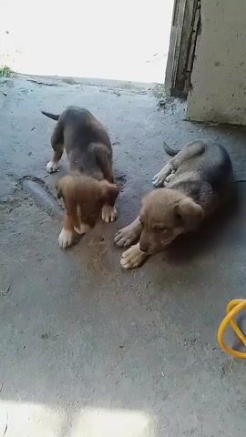 Two puppies are in an outdoor area with a concrete floor. One puppy is standing and looking down, while the other is lying on its side. The puppies appear to be interacting. In the background, there is a doorway and a red bucket with a black cat lying behind it.