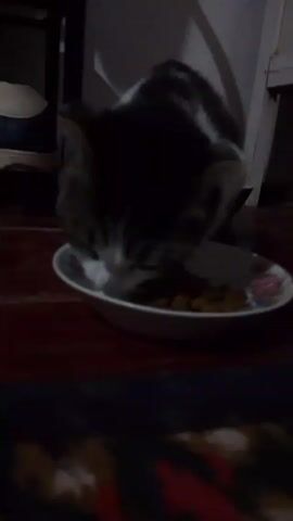 A cat is eating out of a plate. The cat is gray and white. The plate has small, light-brown nuggets on it. The background is dark, but a red surface is visible under the plate.