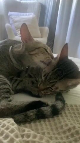 Two tabby cats are lying on a bed covered with a textured blanket. The cat on top is grooming the other cat, licking its face and head. The cat being groomed appears relaxed, with its eyes closed. The background shows a white armchair with a pillow and white curtains. The lighting is soft and natural.