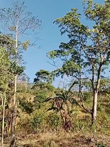 The video captures a rural landscape under a clear blue sky. In the foreground, dry grass and scattered branches lie on the ground. A tall, slender tree with sparse, light-colored bark dominates the left side of the frame, its branches reaching upwards. To its right, a banana tree with large, broad leaves is visible, its pseudostem showing signs of age. Behind these, a gentle slope is covered with various trees and foliage, some appearing to be coffee plants with their characteristic leaves. In the middle ground, a small, dilapidated wooden structure, possibly a shack or shed, with a dark roof and visible beams, is nestled amongst the trees. Further back, more trees form a dense, green backdrop, with hills visible in the distance. The sunlight creates dappled shadows, suggesting it is daytime. The overall impression is one of a somewhat wild, agricultural setting.