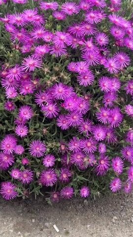 This video shows a close-up, vertical view of a dense cluster of vibrant pink flowers, possibly ice plants or delosperma, with their thin, spiky petals. The flowers are set against a background of green, succulent-like foliage. The lower portion of the video reveals a rough, greyish-brown surface that appears to be concrete or a similar material, possibly a pathway or border. A single black insect, possibly a bee, is visible on one of the flowers in the upper left quadrant of the frame. The lighting suggests it is daytime, with no specific time of day discernible. There are no people or any other discernible objects or actions in the frame.