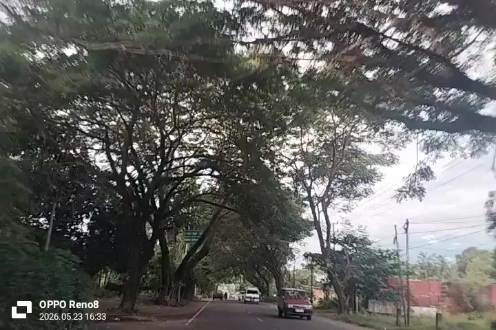 The video appears to be taken from inside a vehicle driving down a road lined with large, leafy trees that create a canopy overhead. Other cars are visible on the road. Palm trees and buildings are also visible along the side of the road. The sky is overcast. The video is dated as May 23, 2026.