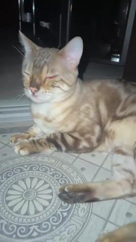 The video shows two cats on a patterned floor. The first cat, a spotted tabby, is lying down with its eyes closed. A second, more orange tabby cat, enters the frame and sniffs the first cat. The video then focuses on the face of the orange tabby cat.