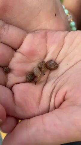 A close-up shot shows a person's open hands holding a small group of tiny snails. One snail is actively moving its head and antennae. The snails are on the palm of the hand. The background is blurred and appears to be an outdoor environment with greenery.