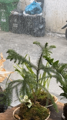 Rainy morning beverages and window views in Thủ Đức