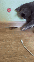 Grey cat cautiously paws at a grasshopper on a wooden floor