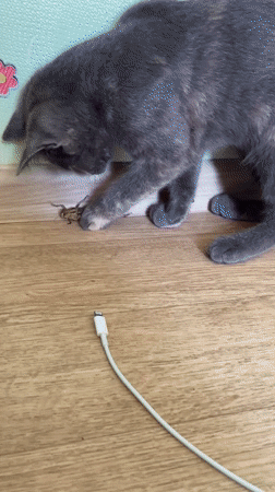 Grey cat cautiously paws at a grasshopper on a wooden floor