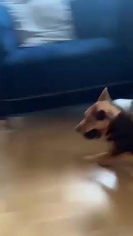 Here is a detailed description of the video:

The video shows a medium-sized brown and black dog running across a wooden floor in an indoor space. The dog appears to be carrying a small ball or toy in its mouth. It runs from the right side of the screen towards the left and then cuts sharply to the right. The dog then jumps onto a gray dog bed that is sitting on the wooden floor.

The room seems to be a living or family room. In the background, there is a kitchen area with white cabinets and appliances. Along the wall is a window seat with white cushions and blue pillows. To the right of the window seat, there is a dark-colored cabinet and some decorative items, including framed photos. The flooring is light-colored wood laid in a herringbone pattern. The overall environment appears to be a well-maintained and cozy home interior.