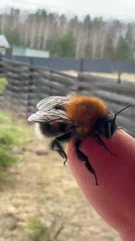 A large, fluffy bumblebee with an orange-brown thorax and a black abdomen is perched on a human finger. The bumblebee's delicate, striped wings are visible. The finger, which is a light reddish tone, holds the insect gently and steadily in the frame. In the soft-focus background, a rustic wooden fence stretches horizontally, with blurred trees and foliage behind it, suggesting an outdoor setting. What appears to be a house or building can be faintly seen in the distance to the left. The scene is illuminated by natural light, possibly on an overcast day. The video captures the bumblebee remaining still on the finger. The location is Kamskoe, Russia.