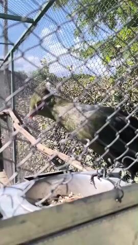 The video shows a bird in an enclosure. The bird is green with a red eye and a red beak. It is perched on a branch and eating from a metal bowl of food. The enclosure is made of wire mesh and has a roof. There are trees and bushes visible outside the enclosure. The video is shot from a close-up perspective and the bird is in focus.