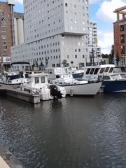 Witness documents Leuven waterfront district with buildings, boats, gardens