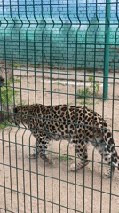 Big cats observed at Samara Zoo during morning visit
