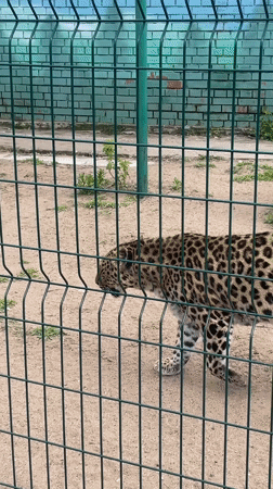 Big cats observed at Samara Zoo during morning visit