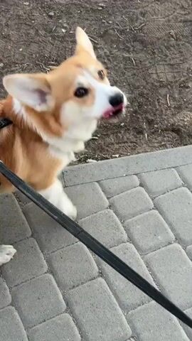The video shows a corgi dog on a leash, standing on a paved walkway. The dog is orange and white, with pointed ears and a black nose. It licks its nose and then pants with its tongue out. The walkway is made of gray rectangular blocks. To the side of the walkway is a patch of dirt. The video is shot from above, looking down at the dog.