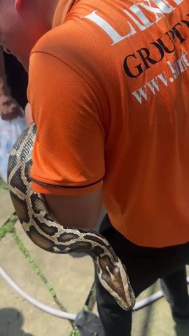 The video shows a man holding a large python around his neck and arms. The man is wearing an orange polo shirt with black pants and sneakers. His shirt has white lettering on the back that says "Luxury Grow Tour" followed by a website address. The man is wearing glasses and smiles broadly. He appears to be enjoying the interaction with the snake. The snake is brown and tan with an intricate pattern. The snake's tongue flicks in and out. Several other people are visible in the background. One is wearing a large-brimmed hat and sunglasses, and others are holding shopping bags. The setting appears to be outdoors on a stone-paved path. Overhead, there is what appears to be a greenhouse structure providing shade.
