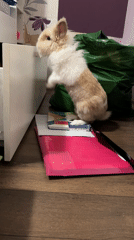 Curious rabbit explores a Sofia apartment floor