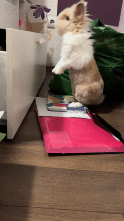 Curious rabbit explores a Sofia apartment floor