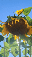 Close-up sunflower shots exploring light and petal detail