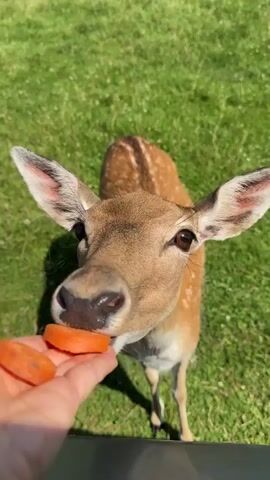 A person's hand is holding carrot slices, offering them to a young deer. The deer is standing in a grassy field, with its head lowered, taking a carrot from the hand. The deer is spotted brown and white, with large ears. Another deer is visible in the background, also in the grassy field. The sun is shining, casting shadows on the grass. The video captures a moment of gentle interaction between a human and wildlife.