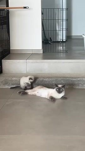 A Siamese cat lies on the floor with a kitten playing on the step above it. The mother cat looks at the camera. The kitten is a lighter color than the mother. The floor is tiled. A metal gate is visible in the background.