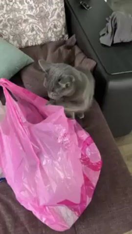 A medium-shot video shows a gray cat with its head inside a pink plastic bag on a brown couch. The cat is facing towards the left and is on its paws while sticking its head into the bag, seemingly searching for something. There is a green pillow and brown soft cushion to the left of the bag, and a black surface with a gray cloth or clothing item on the right side of the couch. The floor is a brown, wood laminate.