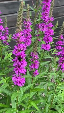 A close-up video shows a bumblebee collecting nectar from a tall spike of purple flowers. The bumblebee, with its characteristic black and yellow stripes, is actively moving among the blooms, its fuzzy body covered in pollen. The background consists of lush green foliage and a wooden fence, suggesting an outdoor garden setting. The video is filmed from a slightly elevated perspective, focusing on the interaction between the insect and the flowers.