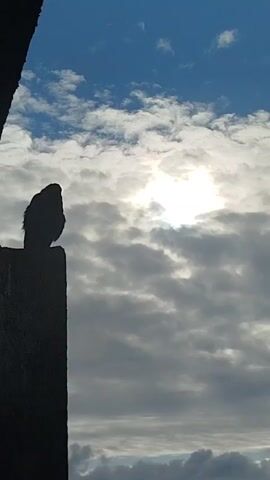 The video shows a silhouette of a bird perched on a dark, vertical surface, possibly a wall or a pillar. The bird is facing towards the right, looking up at the sky. The sky is a mix of blue and grey clouds, with the sun shining brightly behind some of the clouds, creating a halo effect. The background consists of fluffy white clouds and a clear blue sky. The scene appears to be outdoors, possibly during the day. The video is short, lasting only a few seconds.