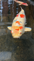 Colorful koi fish spotted swimming in Thai pond